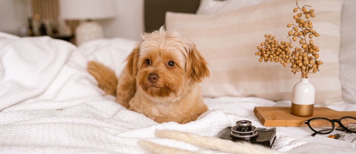 LiveSpace+ Calle 94 - Pet Spa