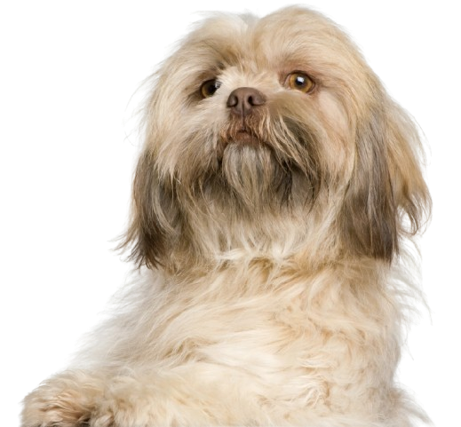LiveSpace+ Calle 94 - Petfriendly